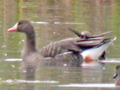 Greater White-fronted Goose